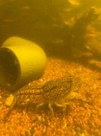 Marmer kreeft, Dieren en Toebehoren, Vissen | Aquariumvissen