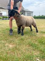 Suffolk ooi lam te koop, Vrouwelijk, Schaap, 0 tot 2 jaar