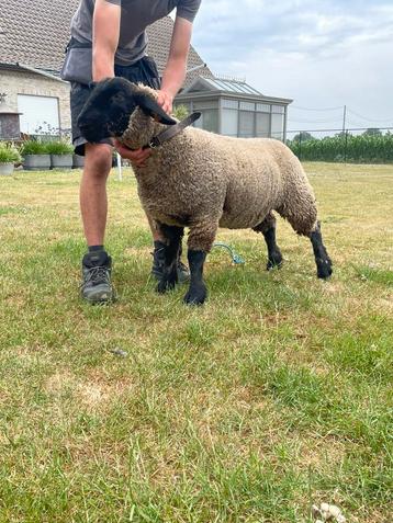 Suffolk ooi lam te koop beschikbaar voor biedingen