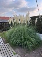 Siergrassen 10 st, Ophalen, Siergrassen
