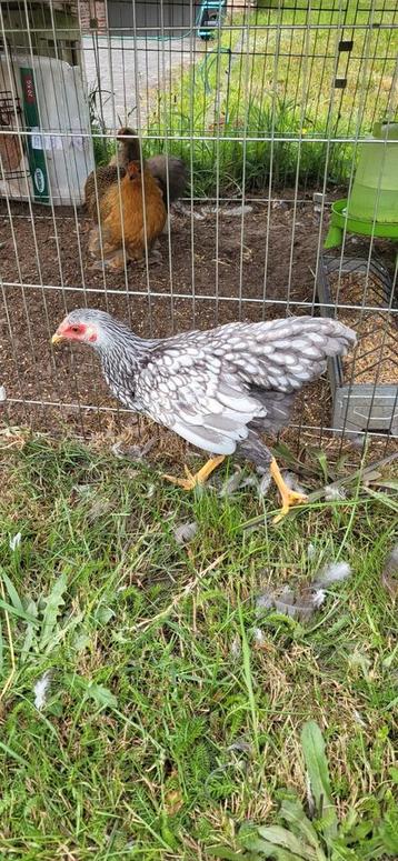 Wyandotte HEN zwart/wit  beschikbaar voor biedingen