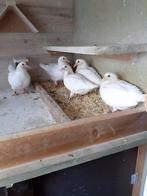 Witte reisduiven, Dieren en Toebehoren, Vogels | Duiven