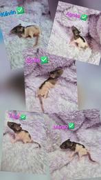 Ratjes rat ratons, Dieren en Toebehoren, Juli, Rat