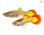 Guppy koppeltje neon Sunset Flame, Dieren en Toebehoren, Vis, Zoetwatervis