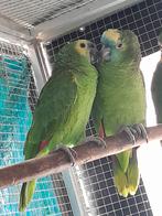 Amazone a front bleu, Dieren en Toebehoren, Meerdere dieren, Papegaai, Pratend