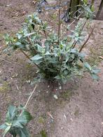 Vlinderstruik, Tuin en Terras, Planten | Tuinplanten, Ophalen