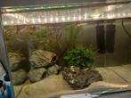 Klein compleet aquarium met guppies, Ophalen of Verzenden, Zo goed als nieuw