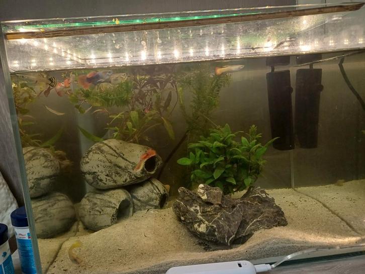 Klein compleet aquarium met guppies, Dieren en Toebehoren, Reptielen en Amfibieën | Toebehoren, Zo goed als nieuw, Ophalen of Verzenden