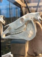 Schedels taxidermie opgezette jacht trofeeën 24 FOTO, Ophalen of Verzenden