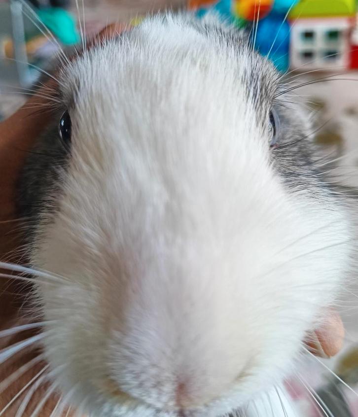 Duitse reus x kruising met bruine oog en blauw oog.Zeldzaam!, Dieren en Toebehoren, Knaagdieren, Mannelijk, Juli, Tam
