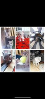 Britse kortharigen kittens met alles in order, Vermifugé, Plusieurs animaux, 0 à 2 ans