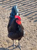 Broedeieren Australorp, Dieren en Toebehoren, Pluimvee