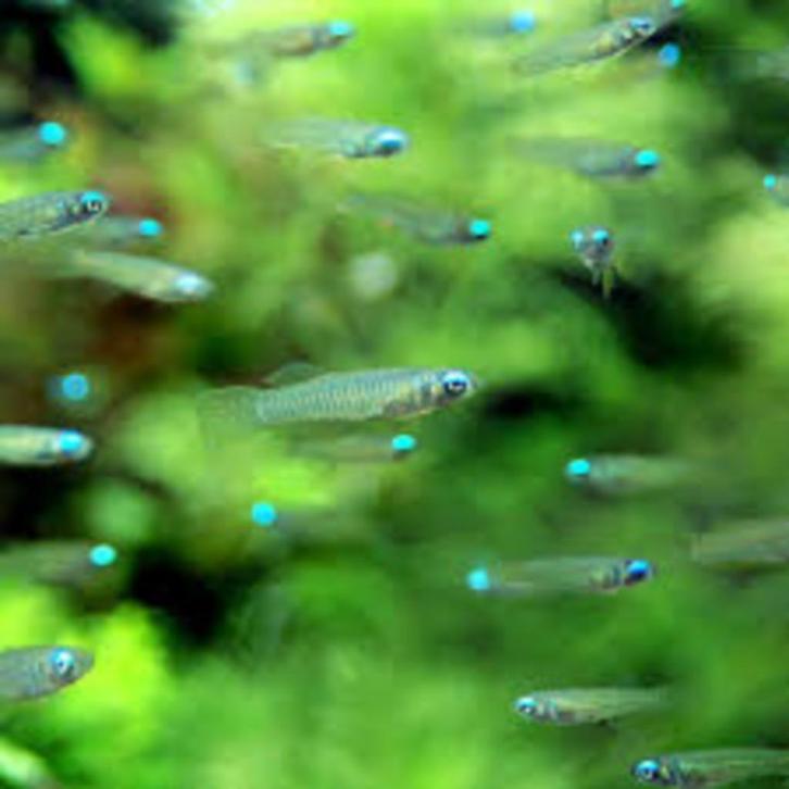 Hobbyaquarium Afrikaans blauwoogje / Poropanchax normani, Dieren en Toebehoren, Vissen | Aquariumvissen, Zoetwatervis, Vis, Schoolvis