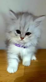 Britse Langhaar kitten, Dieren en Toebehoren, Katten en Kittens | Raskatten | Langhaar, Poes, Gechipt