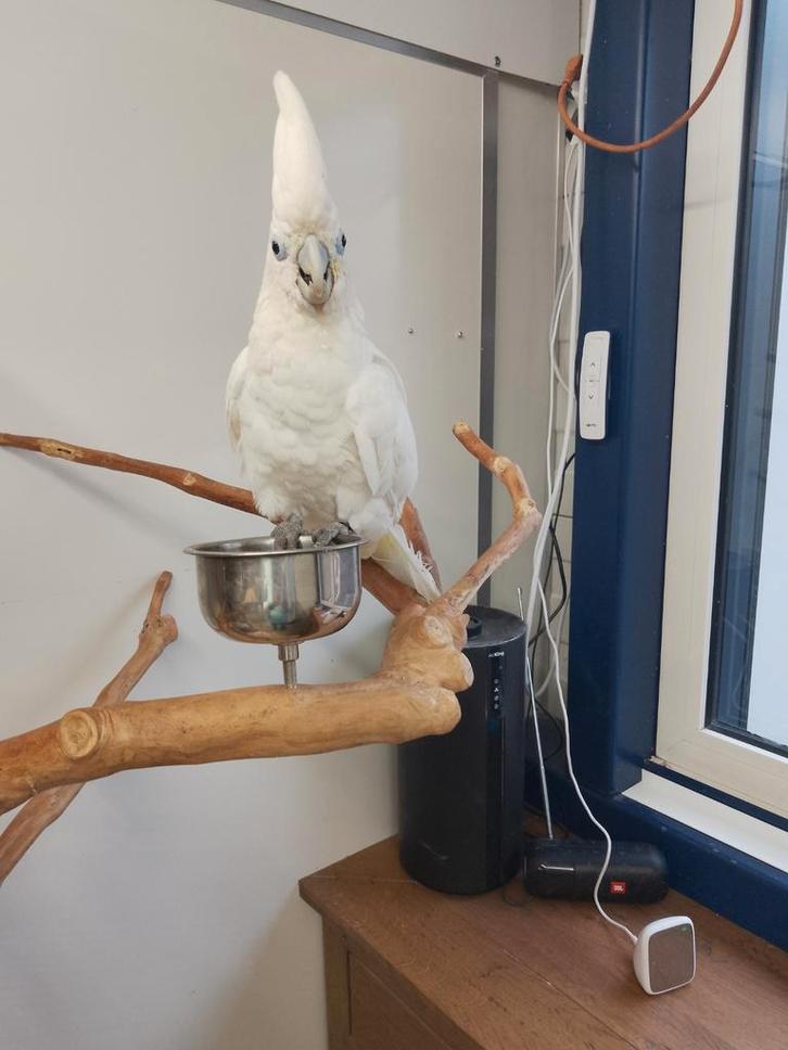 Jonge super tamme baby Ducorps kakatoe  met DNA en getest, Dieren en Toebehoren, Vogels | Parkieten en Papegaaien, Geringd