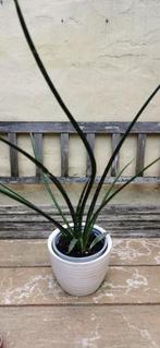 Sanseveria micado plant in aardewerk bloempot., Huis en Inrichting, Kamerplanten, Overige soorten, Minder dan 100 cm, Halfschaduw