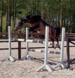 2,5 jarige d pony, Dieren en Toebehoren, Pony's, Springpony, Hengst, 3 tot 6 jaar, Onbeleerd