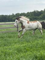 Knappe paint ruin, Dieren en Toebehoren, Paarden, Minder dan 160 cm, Gechipt, Ruin, Zadelmak