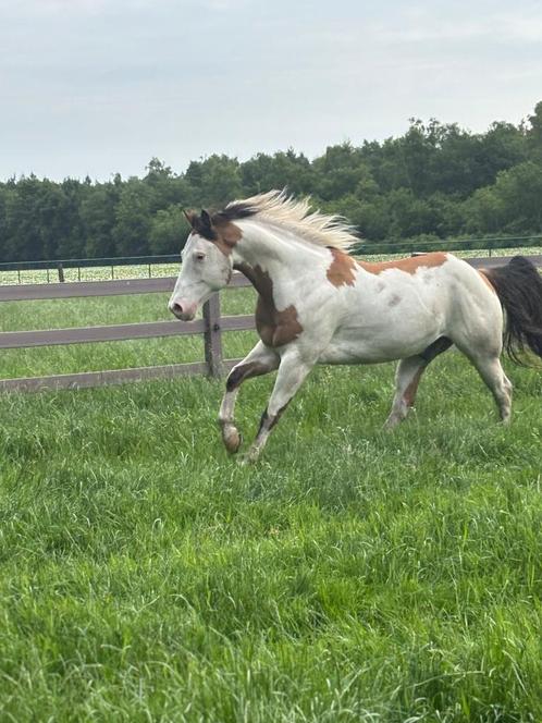 Knappe paint ruin, Dieren en Toebehoren, Paarden, Ruin, Zadelmak, Minder dan 160 cm, 7 tot 10 jaar, Westernpaard, Met stamboom