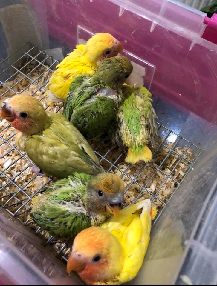 Baby dwergpapegaaien, Dieren en Toebehoren, Vogels | Parkieten en Papegaaien, Dwergpapegaai of Agapornis, Geslacht onbekend, Tam