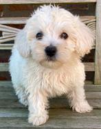 Maltipoo reutje (maltezer x dwergpoedel), Dieren en Toebehoren, België, Maltezer, CDV (hondenziekte), 8 tot 15 weken