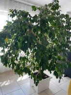 Grand  Ficus Benjamina avec pot réservoir, Ombre partielle, En pot, Plante verte, Ficus