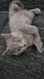 British shorthair, Dieren en Toebehoren, Katten en Kittens | Raskatten | Korthaar, Poes, Ingeënt, 0 tot 2 jaar