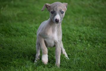 Whippet pups bij ons geboren beschikbaar voor biedingen