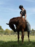 Prachtige 7-jarige ruin “Vosje” – dressuur & springen, Dieren en Toebehoren, Paarden
