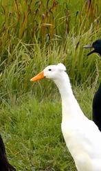 GEZOCHT broedeieren gekuifde Indische loopeend, Dieren en Toebehoren