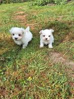 Mini maltezer pups, België, Maltezer, CDV (hondenziekte), 8 tot 15 weken