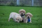 Labrador pups, Dieren en Toebehoren, België, 8 tot 15 weken, Labrador retriever, Meerdere