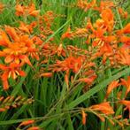gratis vaste planten montbretia, Volle zon, Vaste plant, Zomer, Ophalen