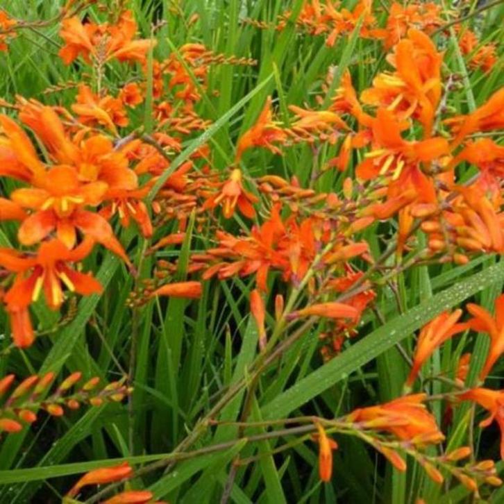 gratis vaste planten montbretia, Tuin en Terras, Planten | Tuinplanten, Vaste plant, Overige soorten, Volle zon, Zomer, Ophalen