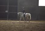 witte merrie te koop, Dieren en Toebehoren, Paarden, Merrie, Minder dan 160 cm, Zadelmak, Recreatiepaard
