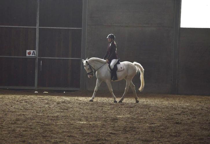 witte merrie te koop, Dieren en Toebehoren, Paarden, Merrie, Zadelmak, Minder dan 160 cm, 7 tot 10 jaar, Recreatiepaard, Gechipt