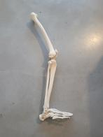 Anatomisch skelet bovenbeen + onderbeen + voet, Ophalen of Verzenden, Nieuw