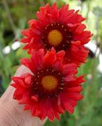 Graines de Gaillarde Arist, Brurg,, Tuin en Terras, Bloembollen en Zaden, Verzenden, Zaad
