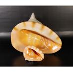 Helmet Shell 61 cm - schelp polyester resin, Verzamelen, Dierenverzamelingen, Nieuw, Ophalen of Verzenden