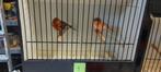 Arlequins portugais ! Bien lire l annonce, Dieren en Toebehoren, Vogels | Kanaries