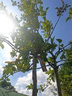 1 appelboom Gloster, Ophalen, In pot