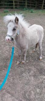 Mooi palomino minipaard veulen, Dieren en Toebehoren, Pony's
