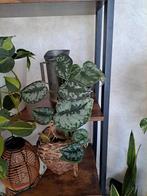 Epipremnum soort, Enlèvement