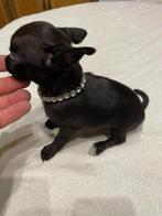 chihuahua pups t.cup & mini zeer mooie raszuiveren kleintjes, Animaux & Accessoires, Chiens | Chihuahuas & Chiens de compagnie