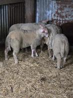 Lammetjes voor Charolais 6 maanden, Dieren en Toebehoren, Mannelijk, Schaap, 0 tot 2 jaar