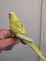Handtamme grasparkiet, Dieren en Toebehoren
