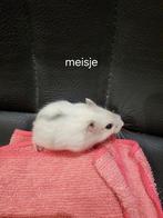 Russische dwerghamsters, Dieren en Toebehoren, Knaagdieren, September, Vrouwelijk, Hamster