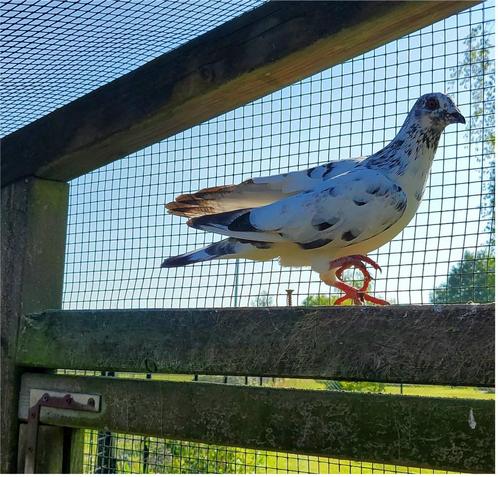 Zwart wit gevlekte reisduif, vliegduif, postduif, Animaux & Accessoires, Oiseaux | Pigeons, Pigeon voyageur, Plusieurs animaux