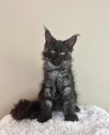 Schattig Maine Coon Black Smoke katertje GERESERVEERD beschikbaar voor biedingen