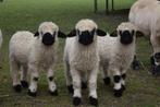 Agneau noir Walliser Quibus, Animaux & Accessoires, Moutons, Chèvres & Cochons, Mouton, Mâle, 0 à 2 ans